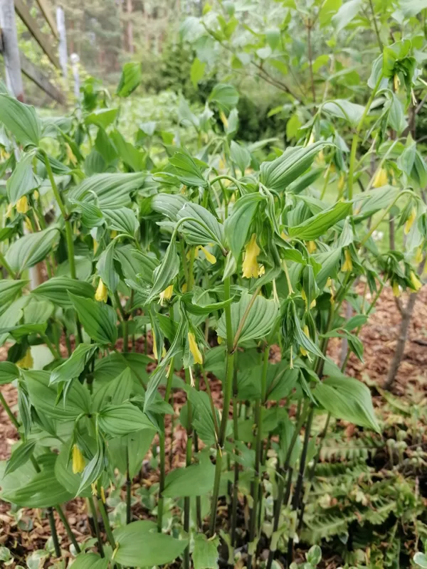 disporum flavens