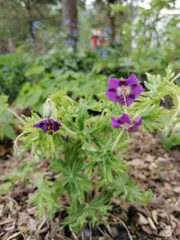 Geranium phaeum Margaret Wilson