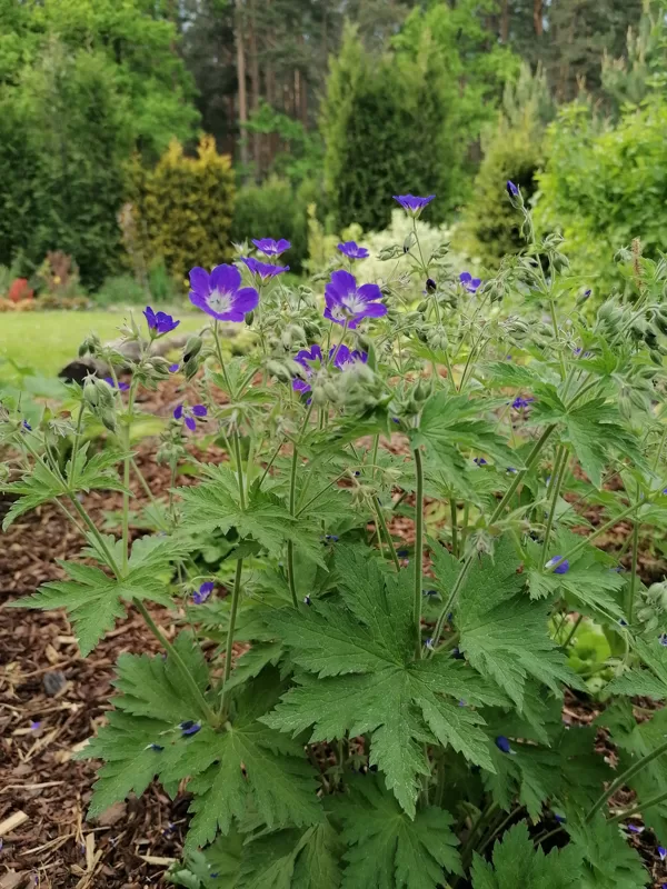 Geranium sylvaticum Amy Doncaster