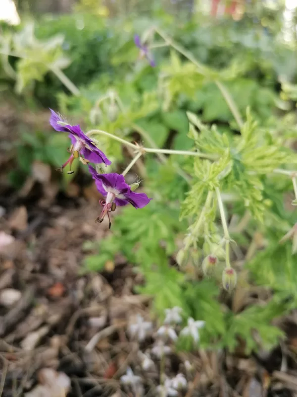 Geranium phaeum margaret Wilson