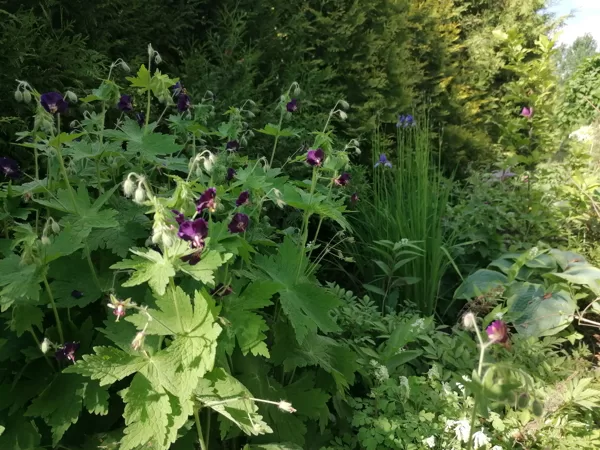 Geranium phaeum Raven