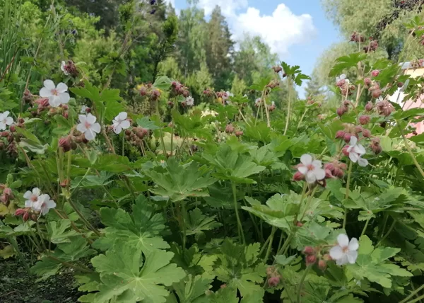 Geranium macrorrhizum Album