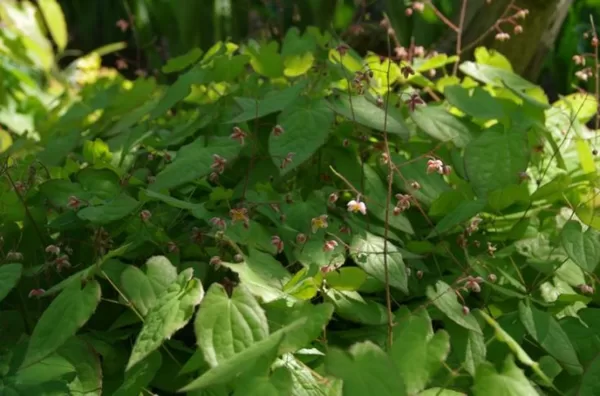 Epimedium alpinum