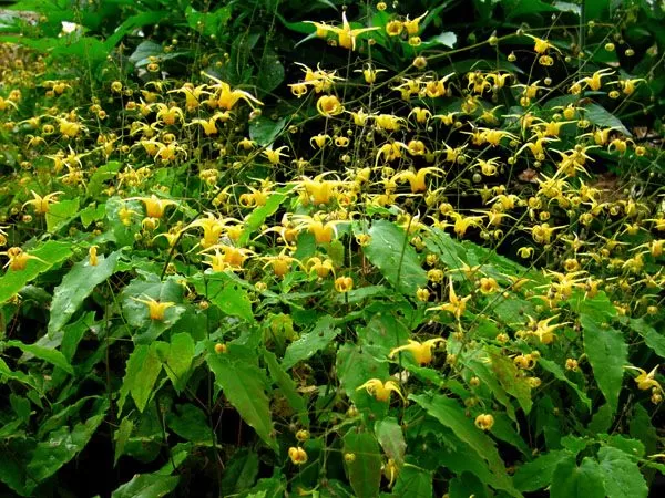 Epimedium Amber Queen