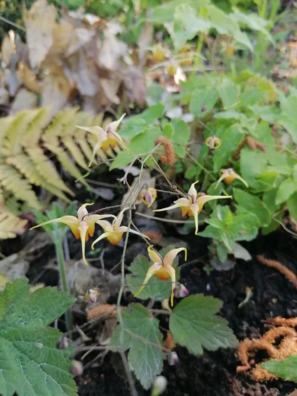 Epimedium Amber Queen dārzā