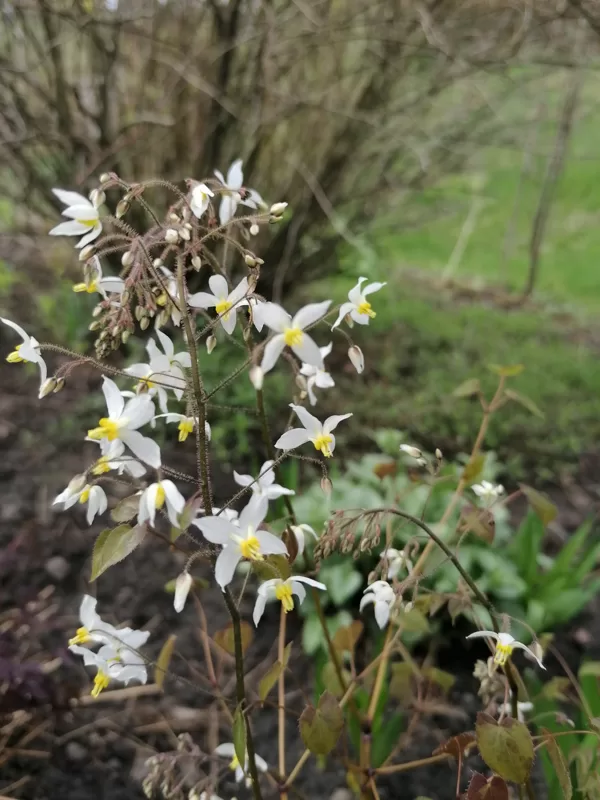 Epimedium brevicornu- smalka, ažūrīga un labi augoša.