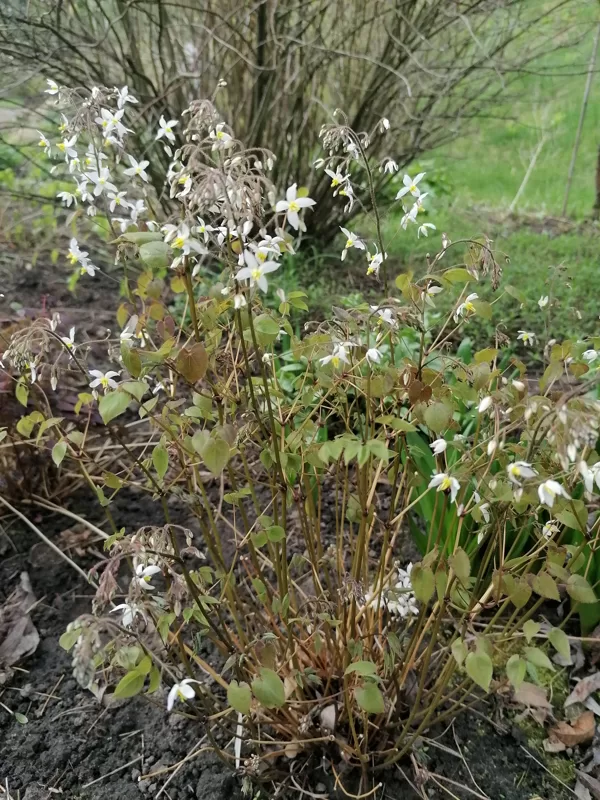 Epimedium brevicornu- sāk ziedēt viena no pirmajām un zied vismaz mēnesi. Viena no mīļākaj