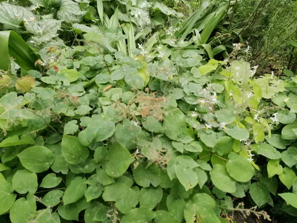 Epimedium brevicornu pēc mēneša ziedēšanas.