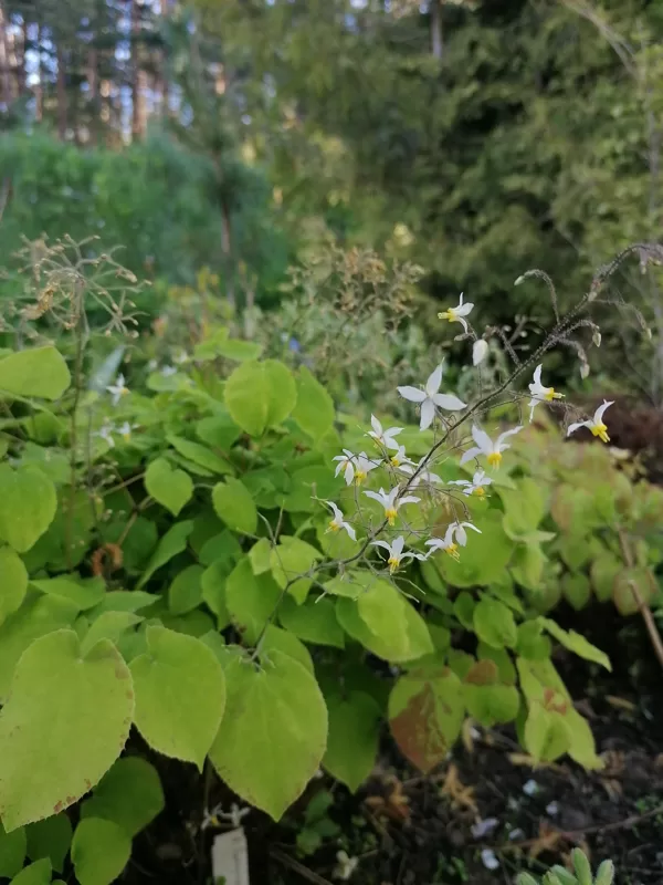 Epimedium brevicornu.