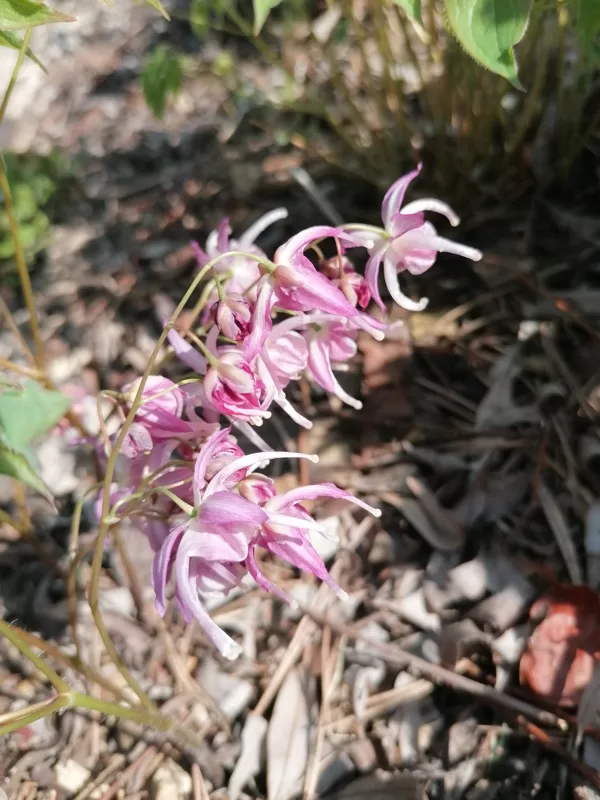 Epimedium Buckland Spider