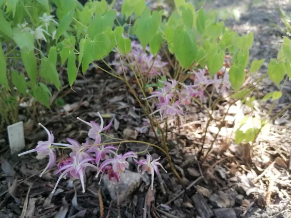 Epimedium Buckland Spider- ļoti labs hibrīds ar lieliem ziediem.