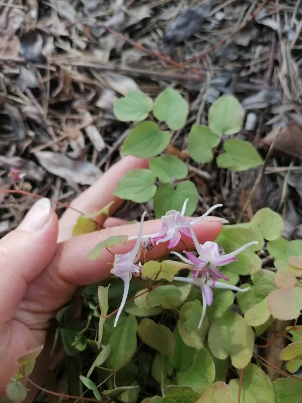 Epimedium grandiflorum Chris Norton