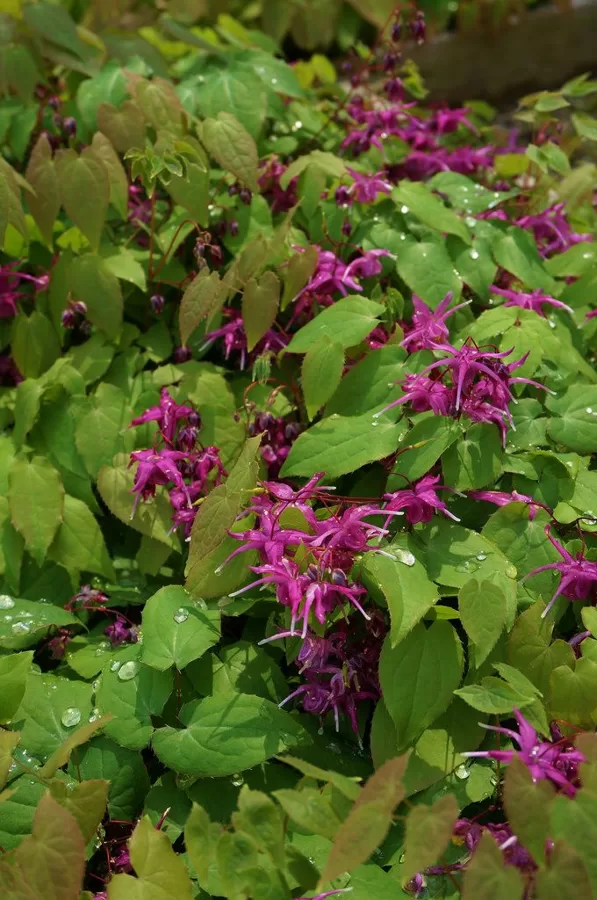Epimedium grandiflorum Circe