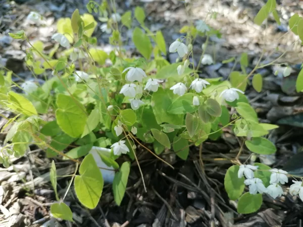 Epimedium diphyllum ssp.kitamaranum