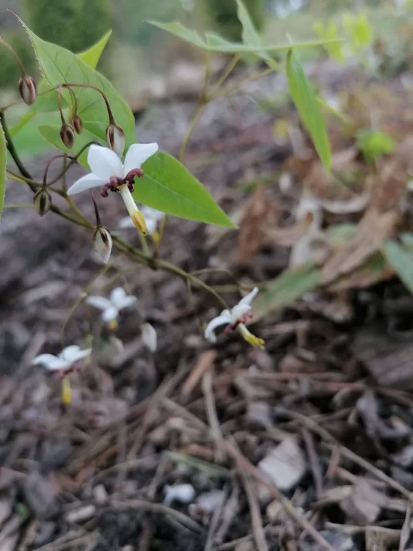Epimedium dolichostemon- patīk, ka citāda. Ziedi smalki, bet interesanti.