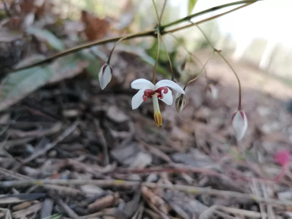 Epimedium dolichostemon