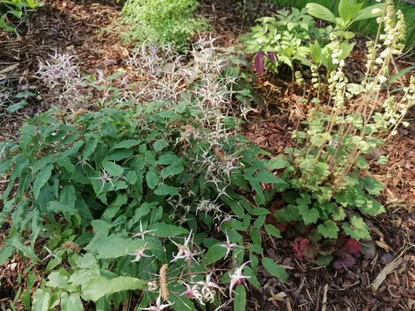Epimedium Domino