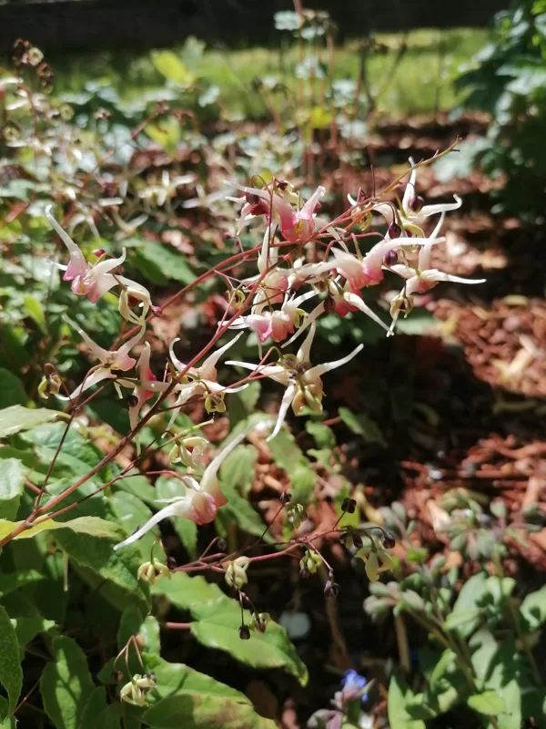 Epimedium Domino arī viena no mīlulēm. Bagātīgi ziedoša vienmēr.
