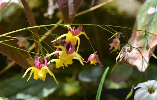 Epimedium fangii OG