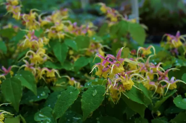 Epimedium Fire Dragon
