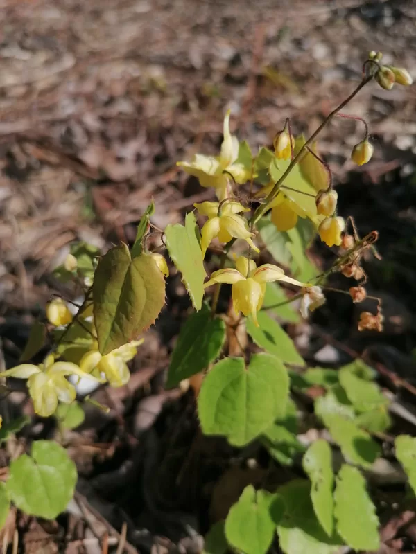 Epimedium flavum