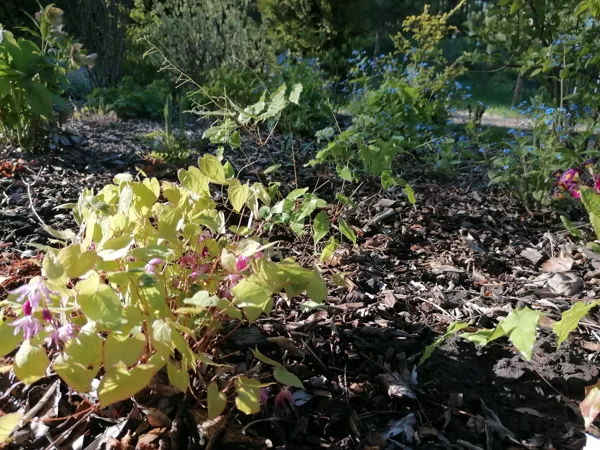 Epimedium x youngianum Akebono