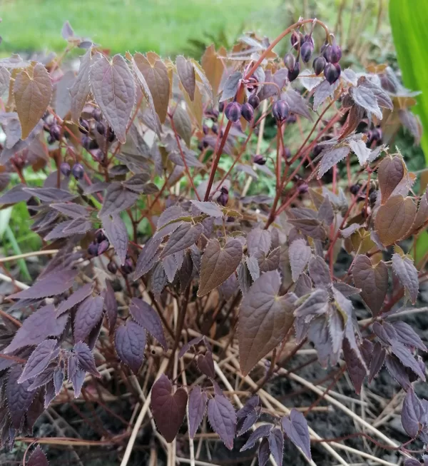 Epimedium grandiflorum Queen Esta