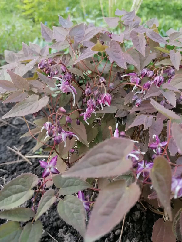 Epimedium grandiflorum Queen Esta