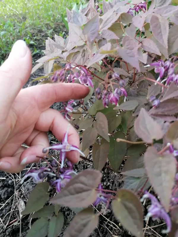 Epimedium grandiflorum Queen Esta- labi augoša, lapas tumšas pavasarī un palieli ziedi. Ar