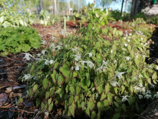 Epimedium grandiflorum var.higoense Bandit