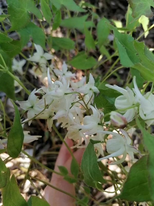 Epimedium grandiflorum White Queen