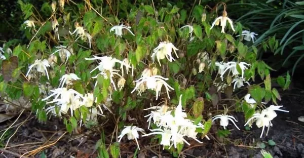 Epimedium grandiflorum Creeping Yellow
