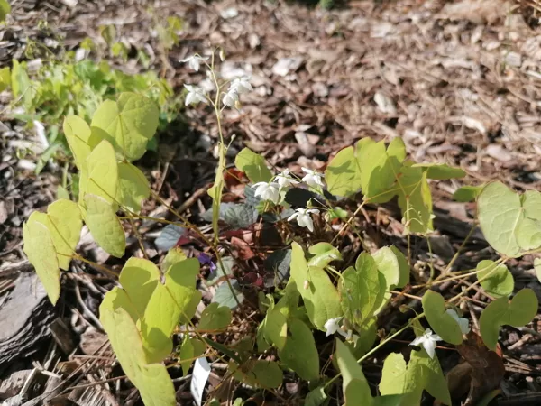 Epimedium Hakubai