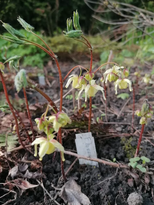 Epimedium koreanum