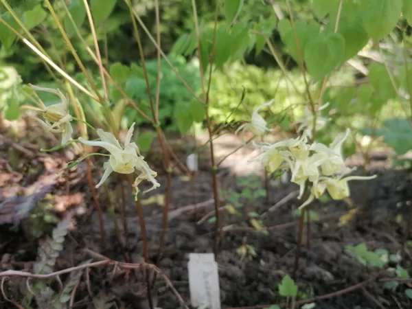 Epimedium koreanum