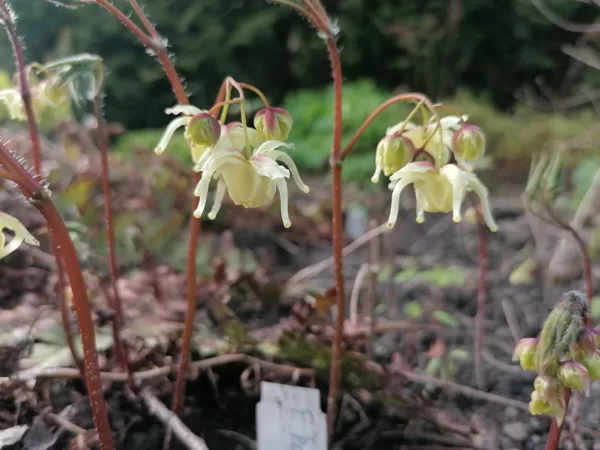 Epimedium koreanum