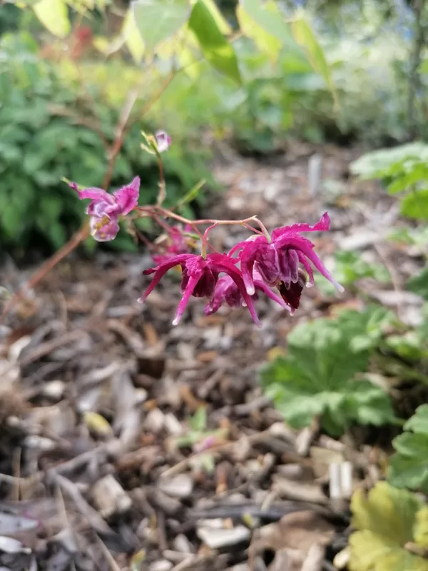 Epimedium Kourin
