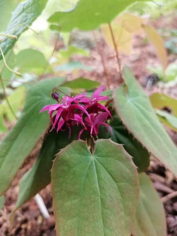 Epimedium Kourin