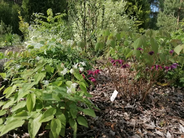 Epimedium Kourin