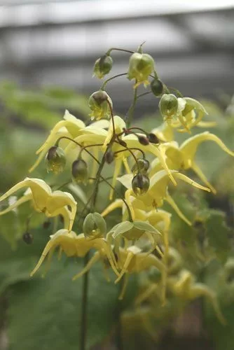 Epimedium lishihchenii