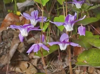 Epimedium macrosepalum