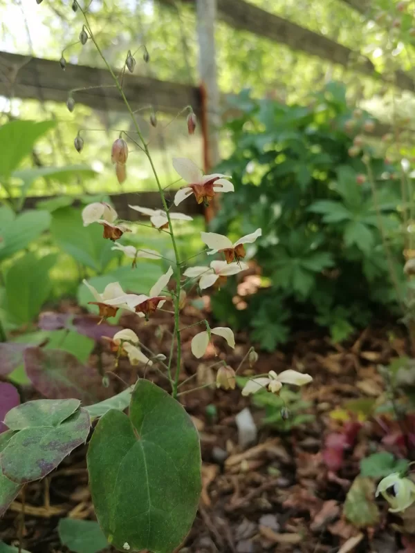 Epimedium Magnificent