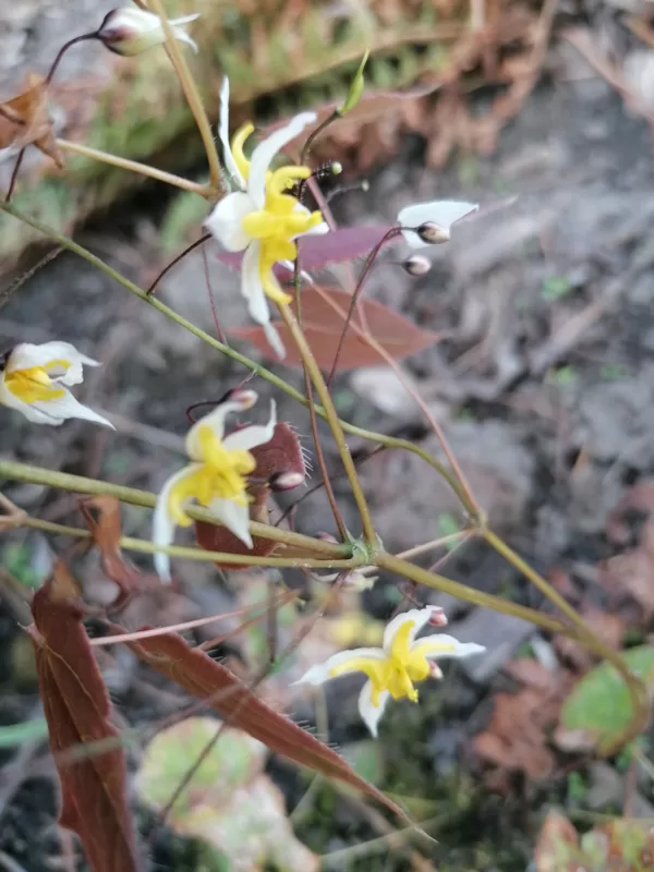 Epimedium Mandarin Star