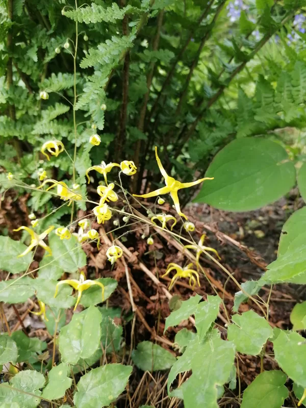 Epimedium membranaceum