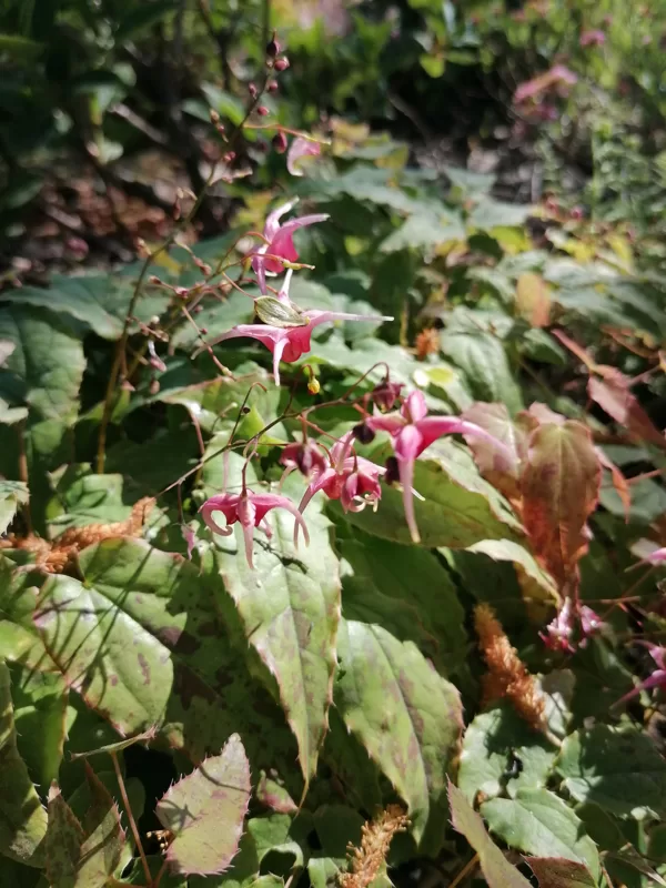 Epimedium Pink Champagne