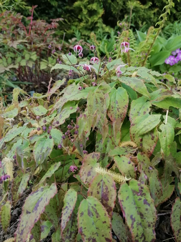Epimedium Pink Champagne