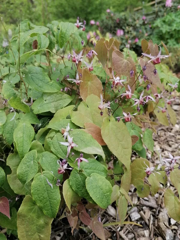 Epimedium Pink Elf