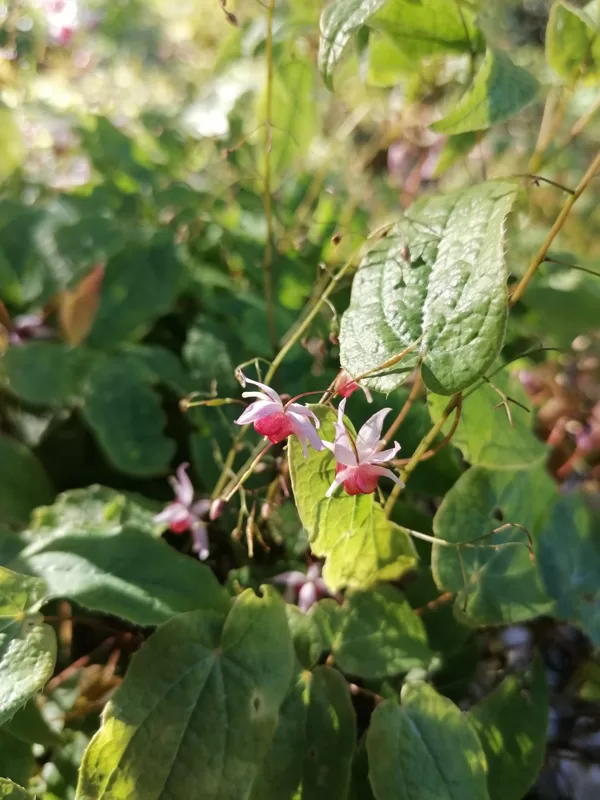 Epimedium Pink Elf