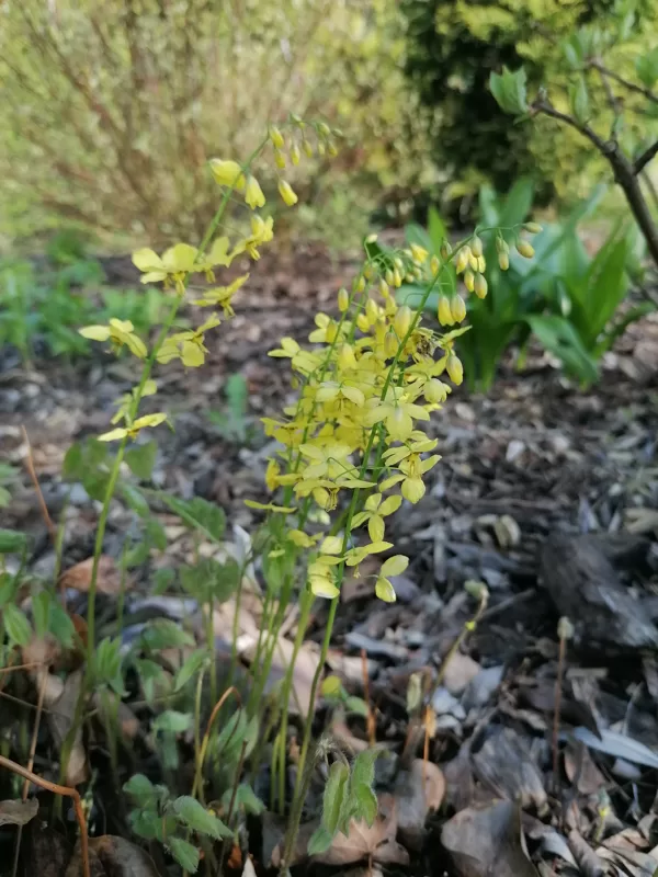 Epimedium pinnatum subsp. colcicum