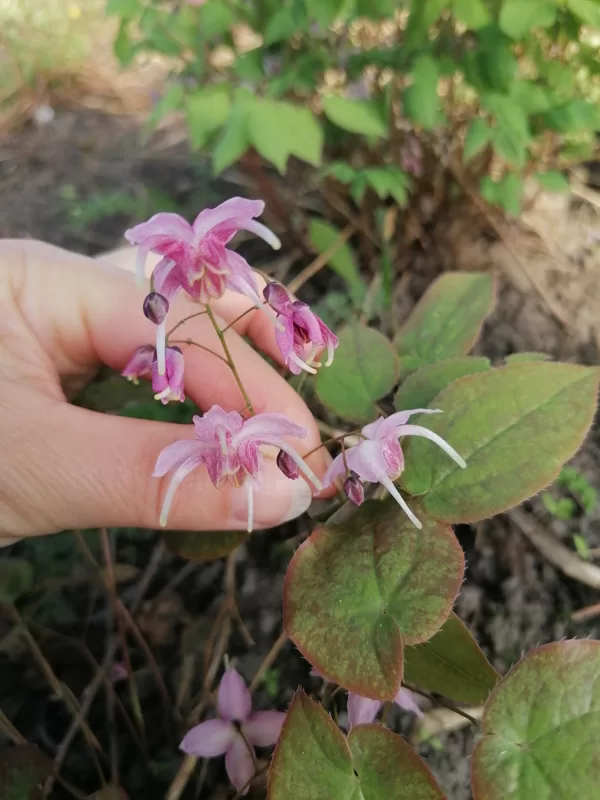 Epimedium Pretty in Pink
